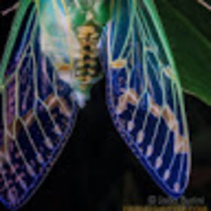 Meet your Posher, Anne